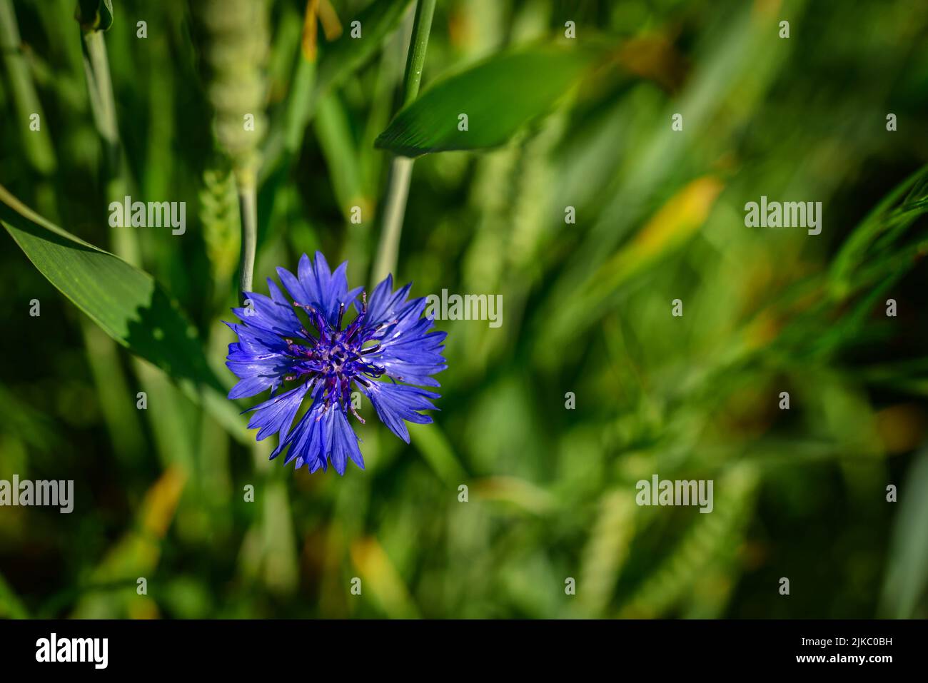 Blue flower cornflower close up shot. Flower summer meadow in Ukraine. Stock Photo