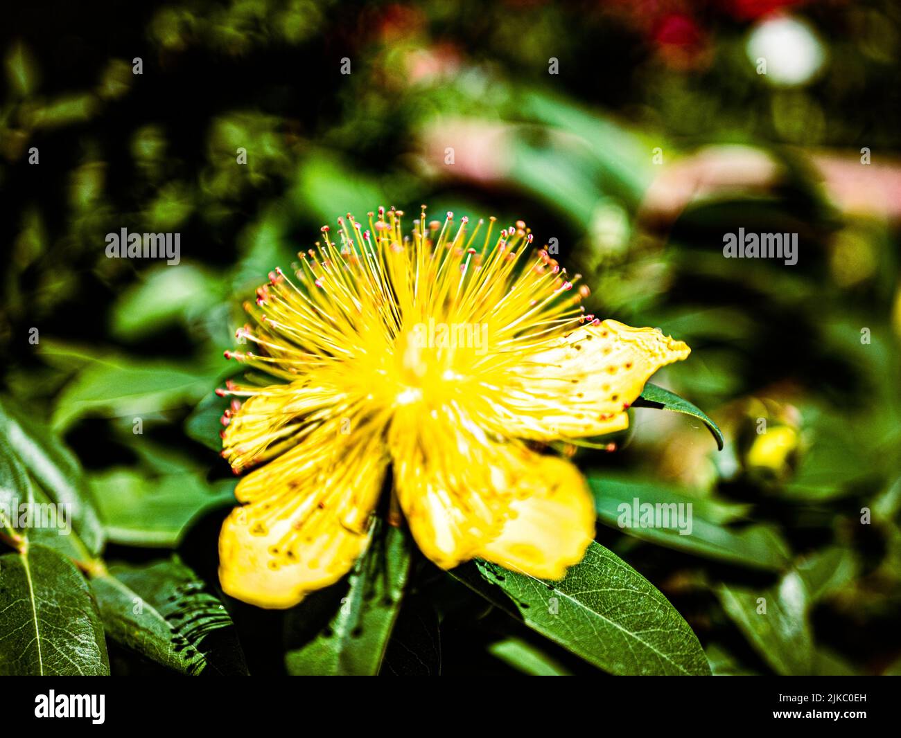 A closeup shot of a yellow Mount Olympus St. John's wort flower in a garden Stock Photo