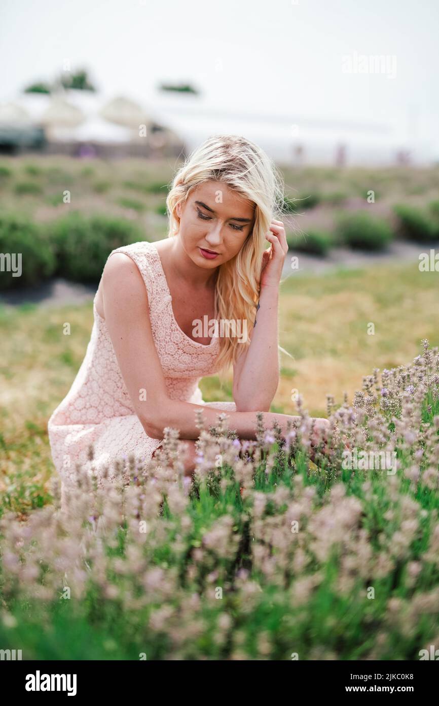 female visitor wearing pink dress looking at lavender flowers at a lavender field outdoor summer sunny day Stock Photo