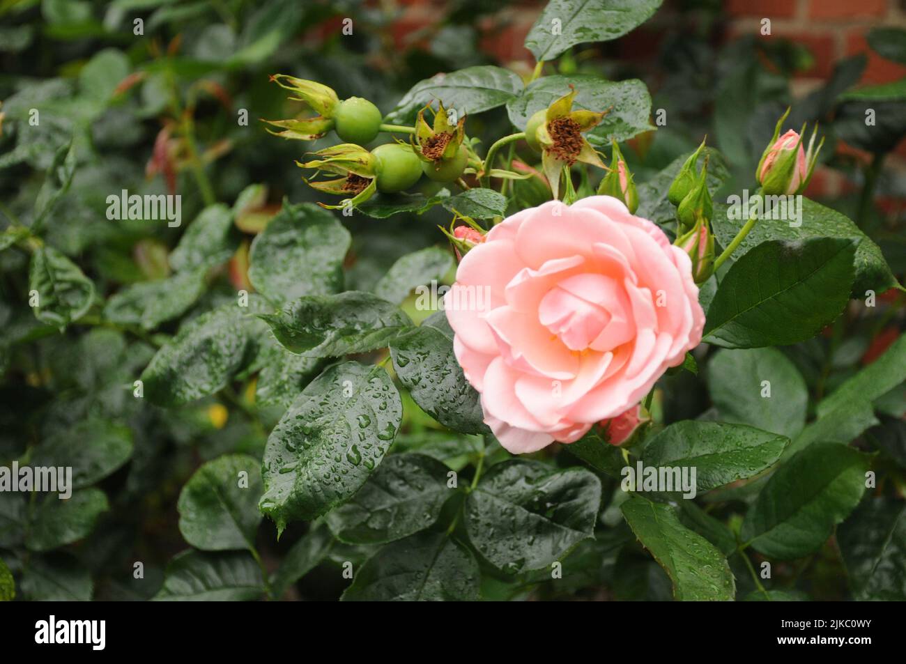 Kastrup/Copenhagen/Denmark/01 August 2022/ Rose flowers and rose plants coered with rain drops in capital  (Photo..Francis Joseph Dean/Dean Pictures) Stock Photo