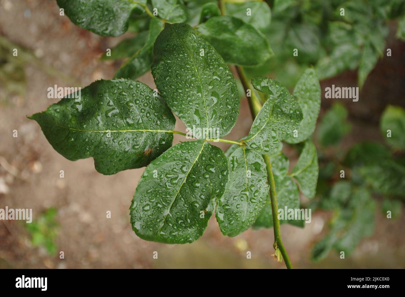 Kastrup/Copenhagen/Denmark/01 August 2022/ Rose flowers and rose plants coered with rain drops in capital  (Photo..Francis Joseph Dean/Dean Pictures) Stock Photo