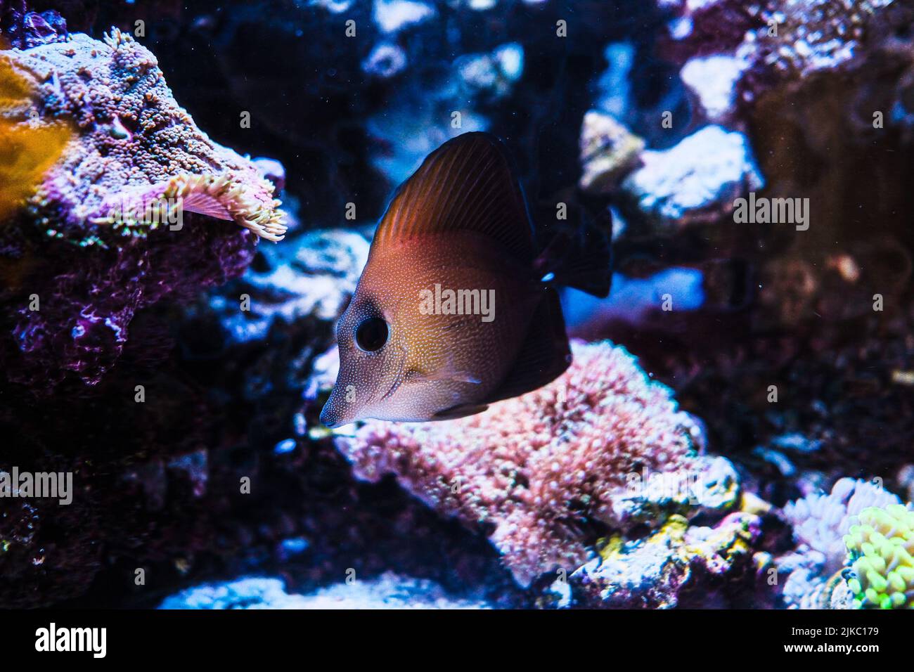 A closeup shot of a brown tang swimming in the blue ocean Stock Photo