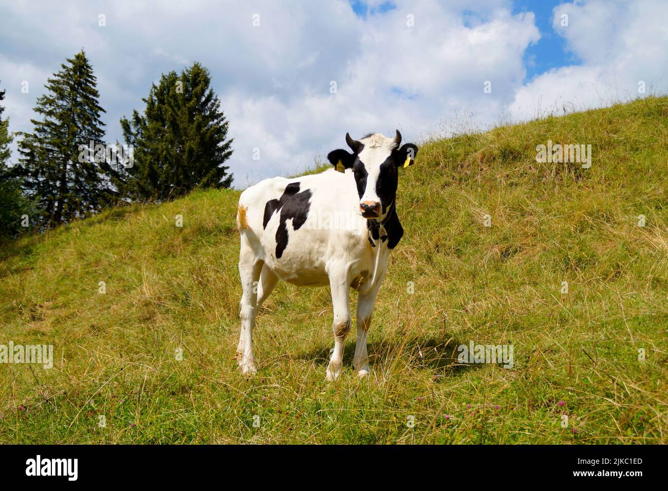 Group of cow resting in a field in village Kumrokhali, West Bengal, India  Stock Photo - Alamy