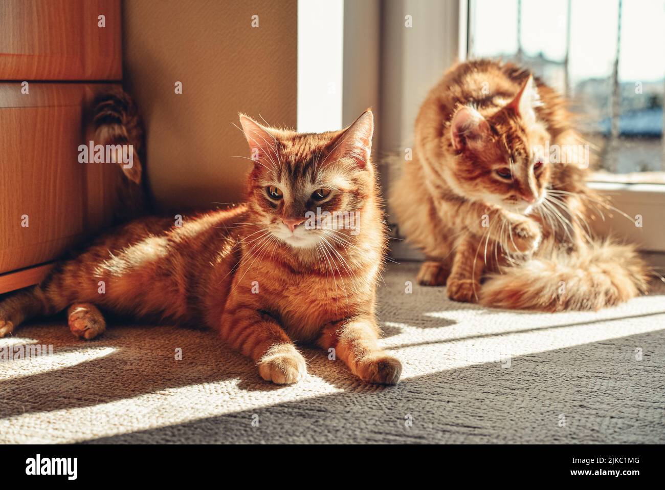 Two cute ginger cats on the floor in sun spot at home closeup Stock Photo