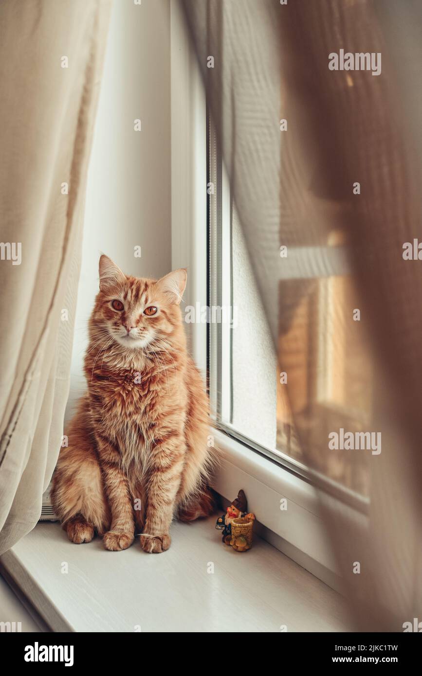 Cute ginger cat relaxing on the windowsill closeup Stock Photo
