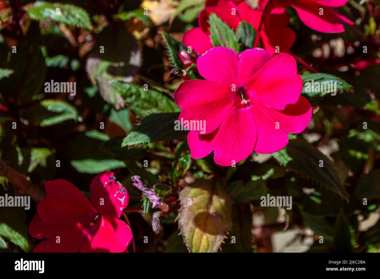 Phlox paniculata. Phlox Drummondii.Rose flower of petals in the garden. Stock Photo