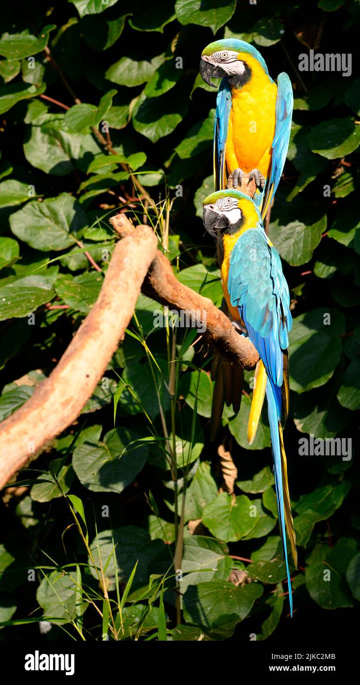 Two Gelbbrustara macaws or blue-and-gold macaws (Ara ararauna) on wood perch Stock Photo