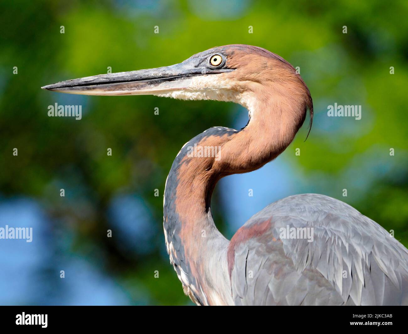 Portrait of Goliath heron (Ardea goliath), also known as the giant heron and seen from profile Stock Photo