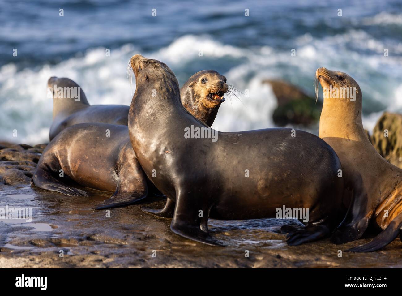 A selective shot of active Seals and Sea lions barking on rocky