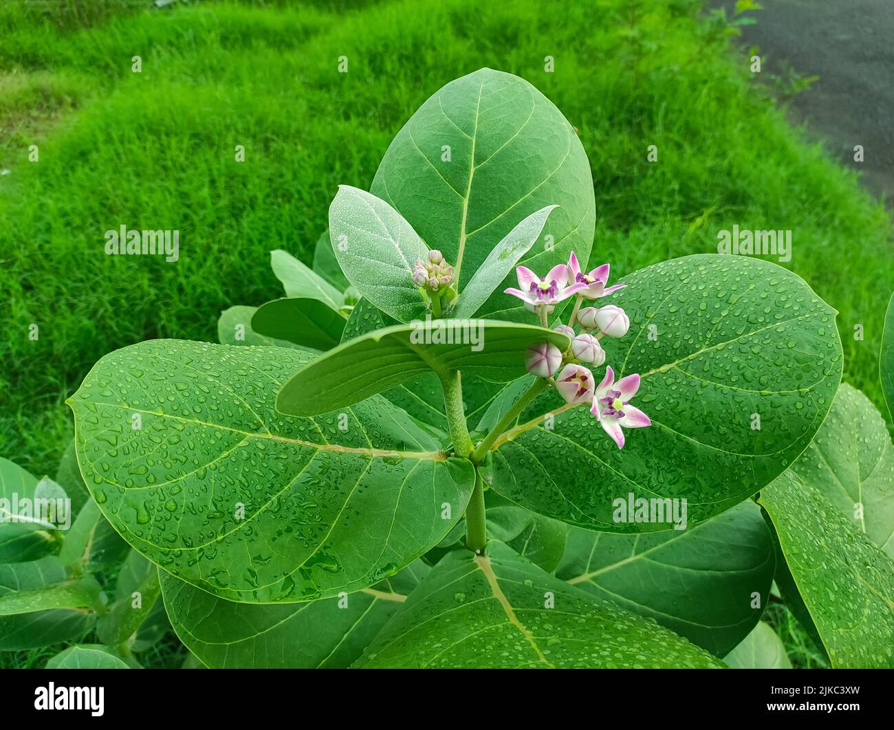 ACloseup Shot Of Safed Aak Flowers Selective Focus On Subject Background Blue Stock Photo