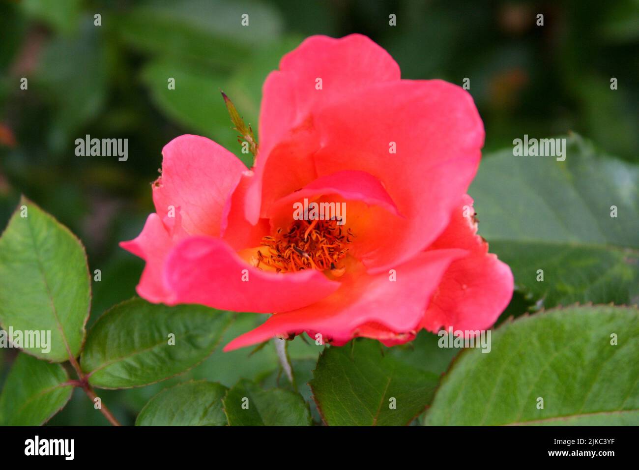 A close-up shot of a pink Ground rose Stock Photo - Alamy