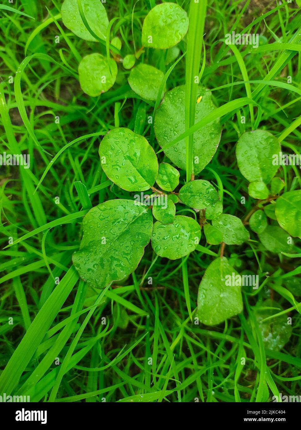 A Closeup Shot Of Varshabhu Ayurvedic Medicinal Plants Selective Focus On Subject Background Blue Stock Photo