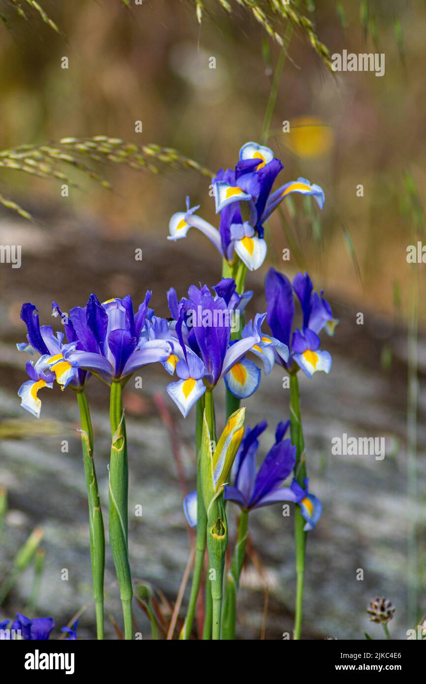 A vertical, close-up shot of blue Algerian Iris Stock Photo