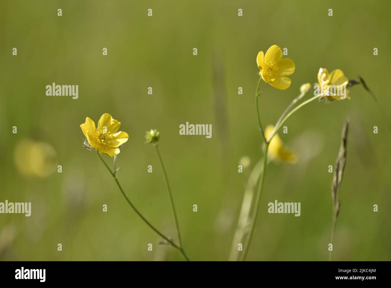 Sunlit Meadow Buttercups (Ranunculus acis) against a Soft Focus Green Background, Taken at Close Sartfield, Isle of Man, UK in June Stock Photo