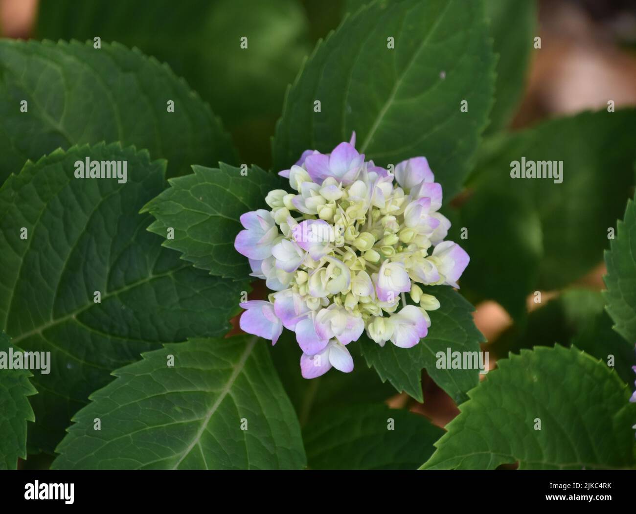 Hydrangea Budding Hydrangea bush budding with small pastel blossoms in a garden Stock ...