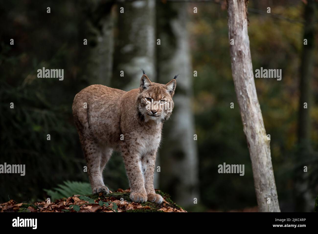 Lynx on the rock in Bayerischer Wald National Park, Germany Stock Photo
