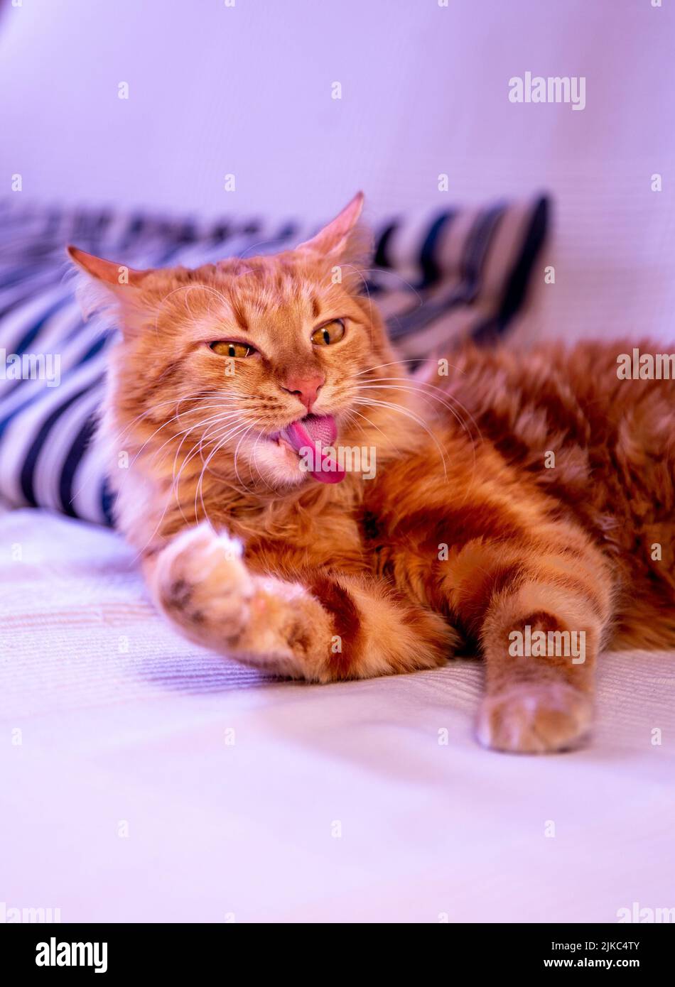 A Maine Coon ginger cat licking itself on the couch Stock Photo Alamy