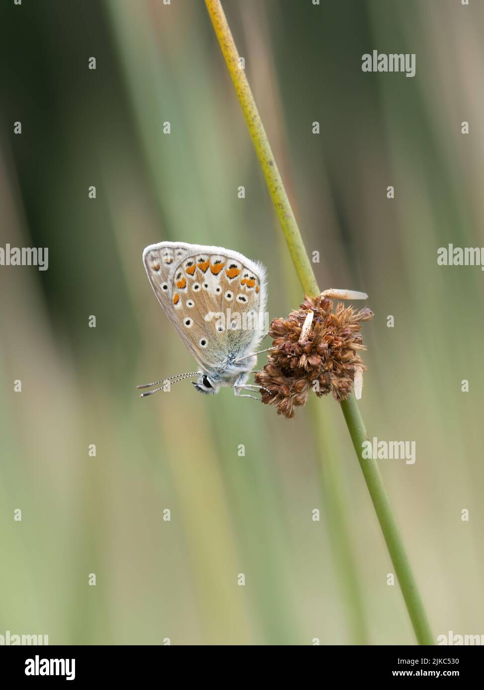 Common blue butterfly aka Polyommatus icarus at rest on reed. UK Stock