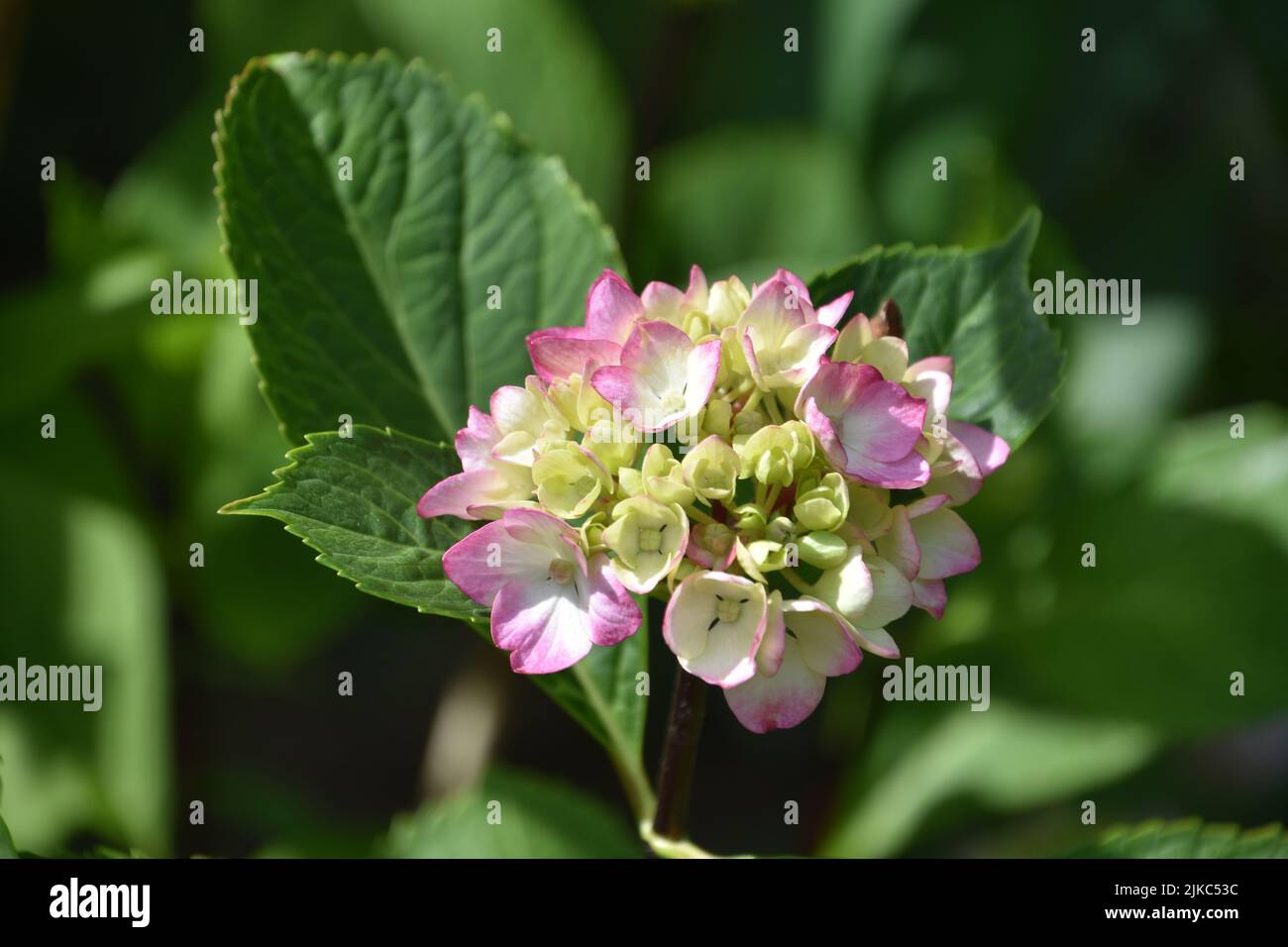Up close look at a flowering pink and white hydrangea blossom blooming ...
