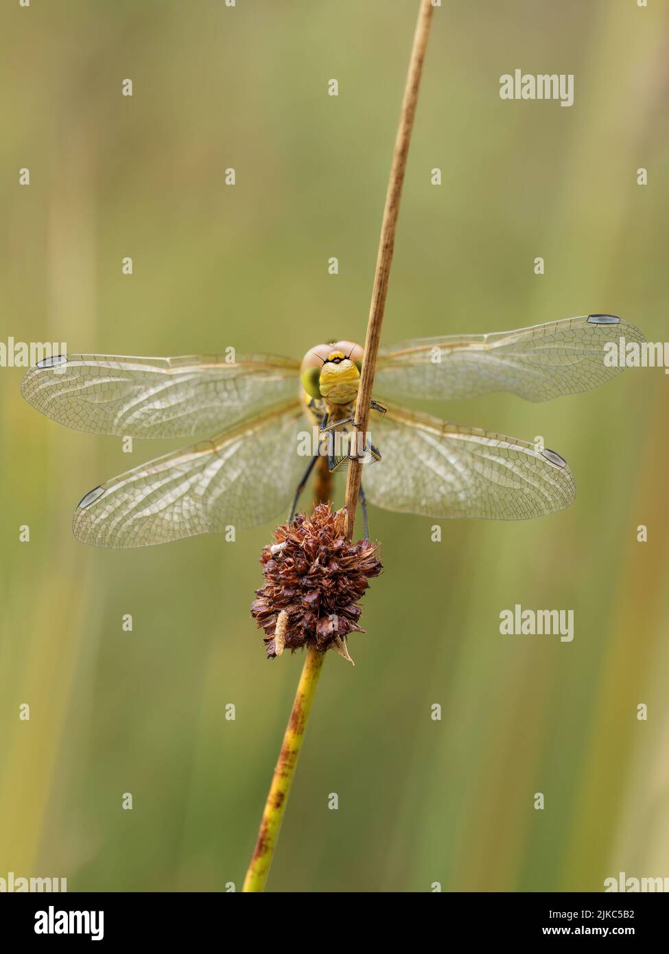 Female Common Darter dragonfly aka Sympetrum striolatum seen from the front. Vertical shot. Stock Photo