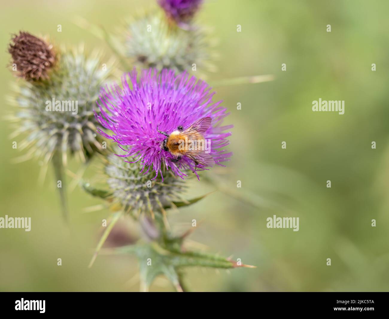 Pollination, Bumble bee on thistle flower, UK. Stock Photo