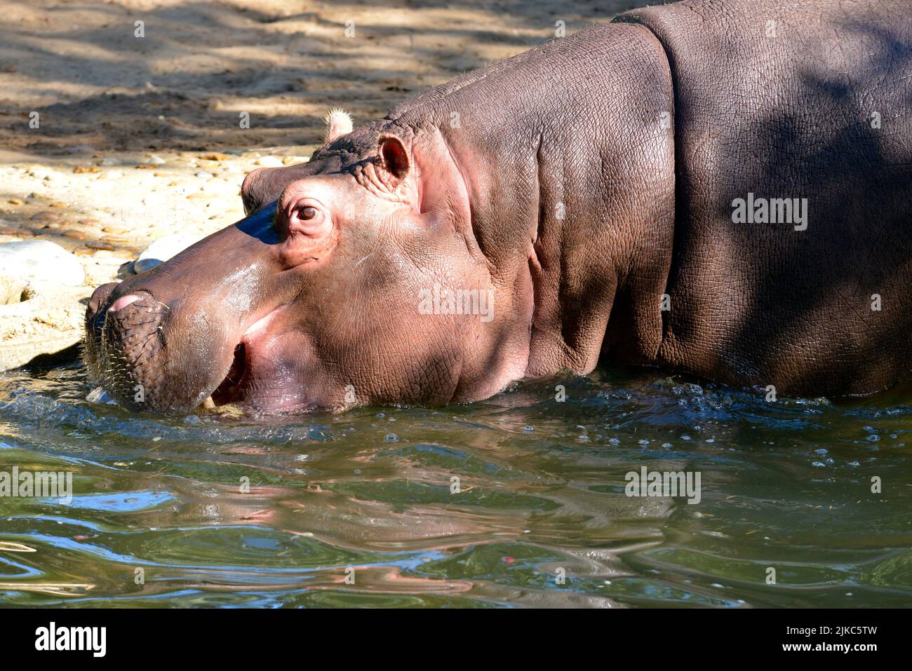 Closeup of Hippopotamus amphibius in water seen from profile Stock Photo