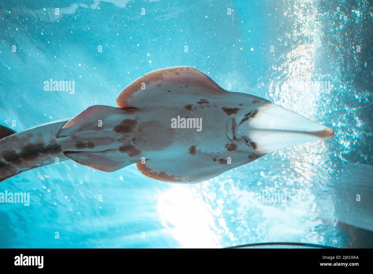 An eastern shovelnose ray (Aptychotrema rostrata) under the water Stock Photo