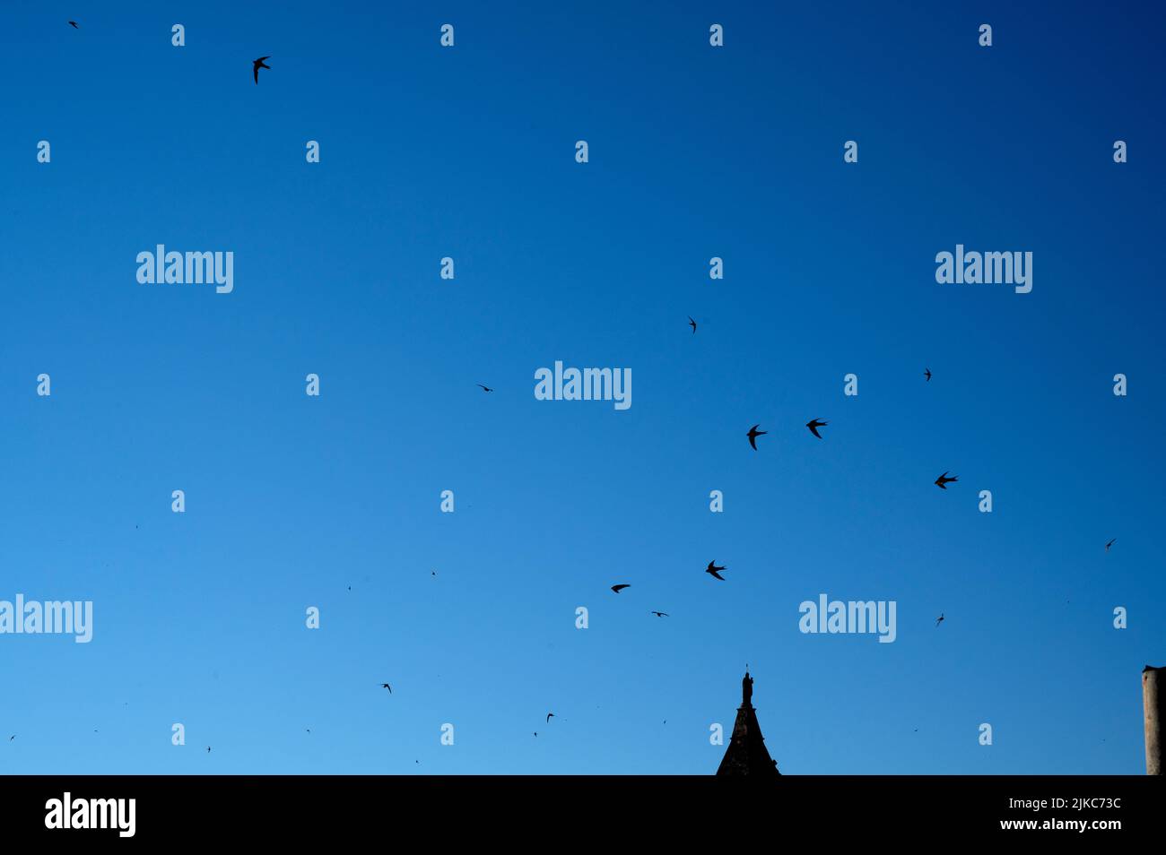 Arles, France. Swifts fly over the old town. Stock Photo