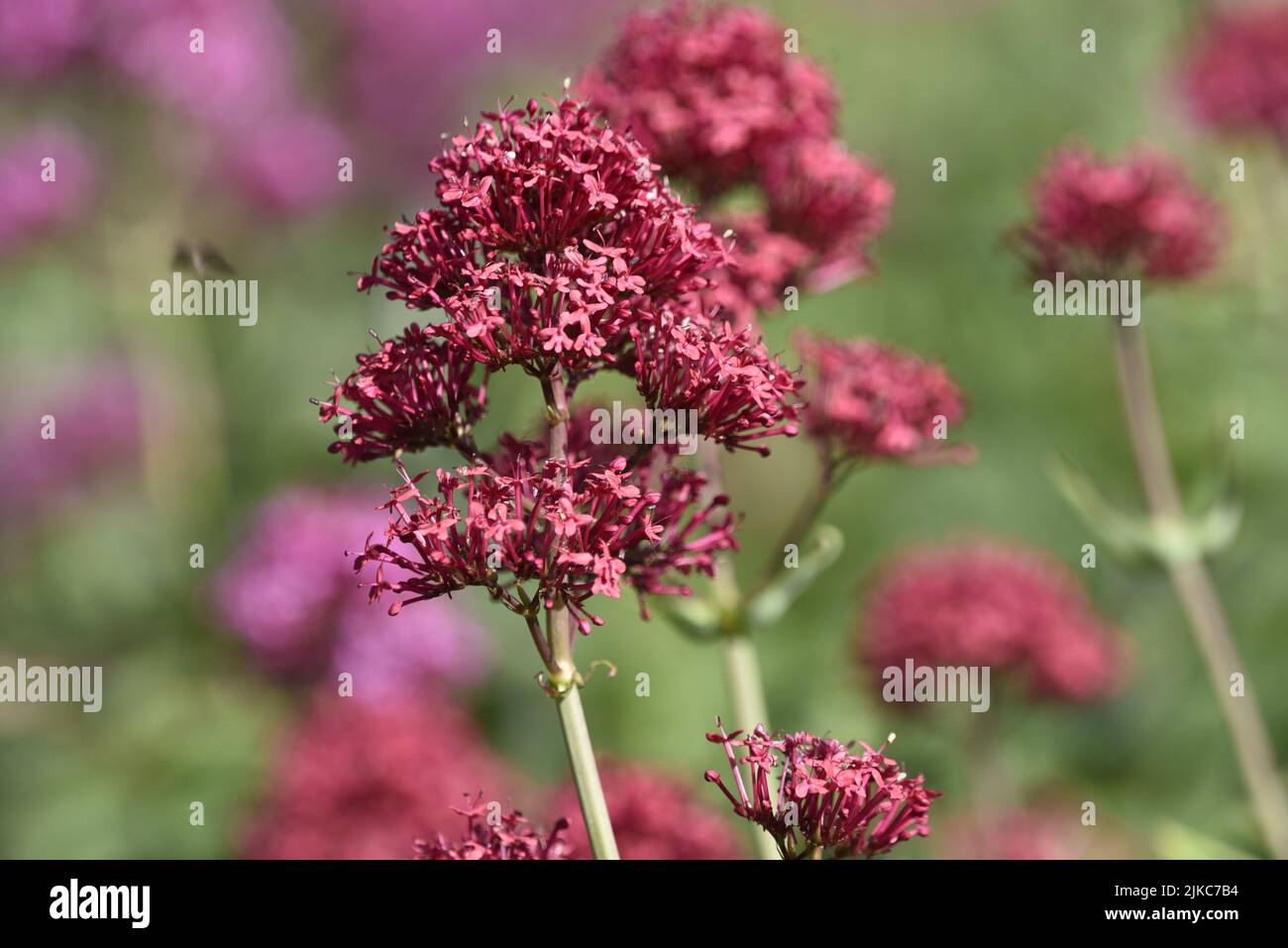 Close-Up Image of a Sunlit Red Valerian Flowerhead and Stem (Centranthus ruber) Against Pink and Red Blurred Valerian and Green Foliage Background, UK Stock Photo