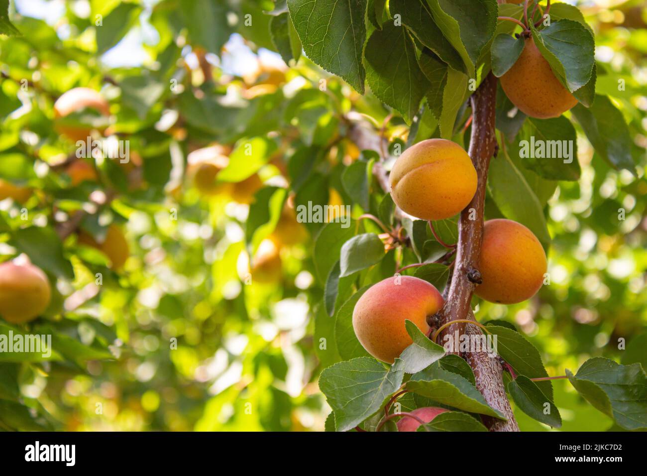 Aprocot Ripe Apricots. Ripe tasty apricot fruits in a orchard. Agriculture and ...
