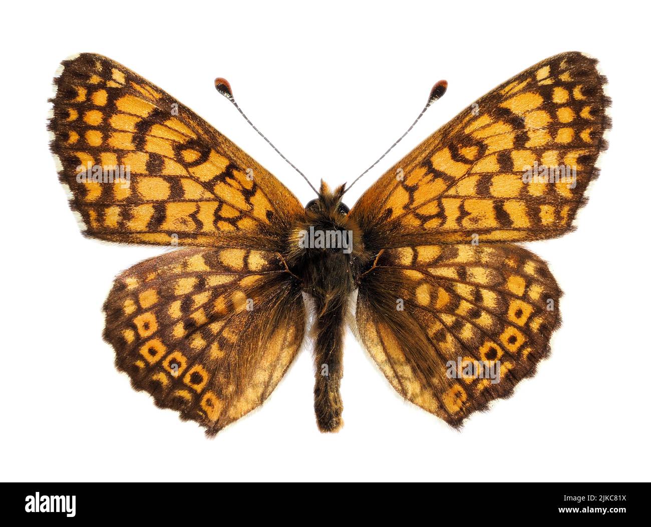 The Glanville fritillary (Melitaea cinxia) is a butterfly of the family Nymphalidae and isolated on white background. Stock Photo