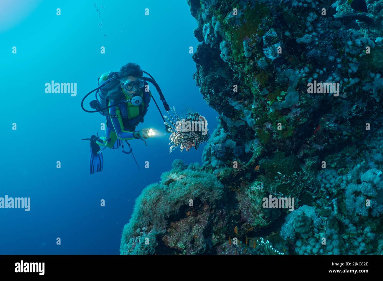 A caucasian male diving underwater near huge fish in Red Sea, Mrsa Alam ...