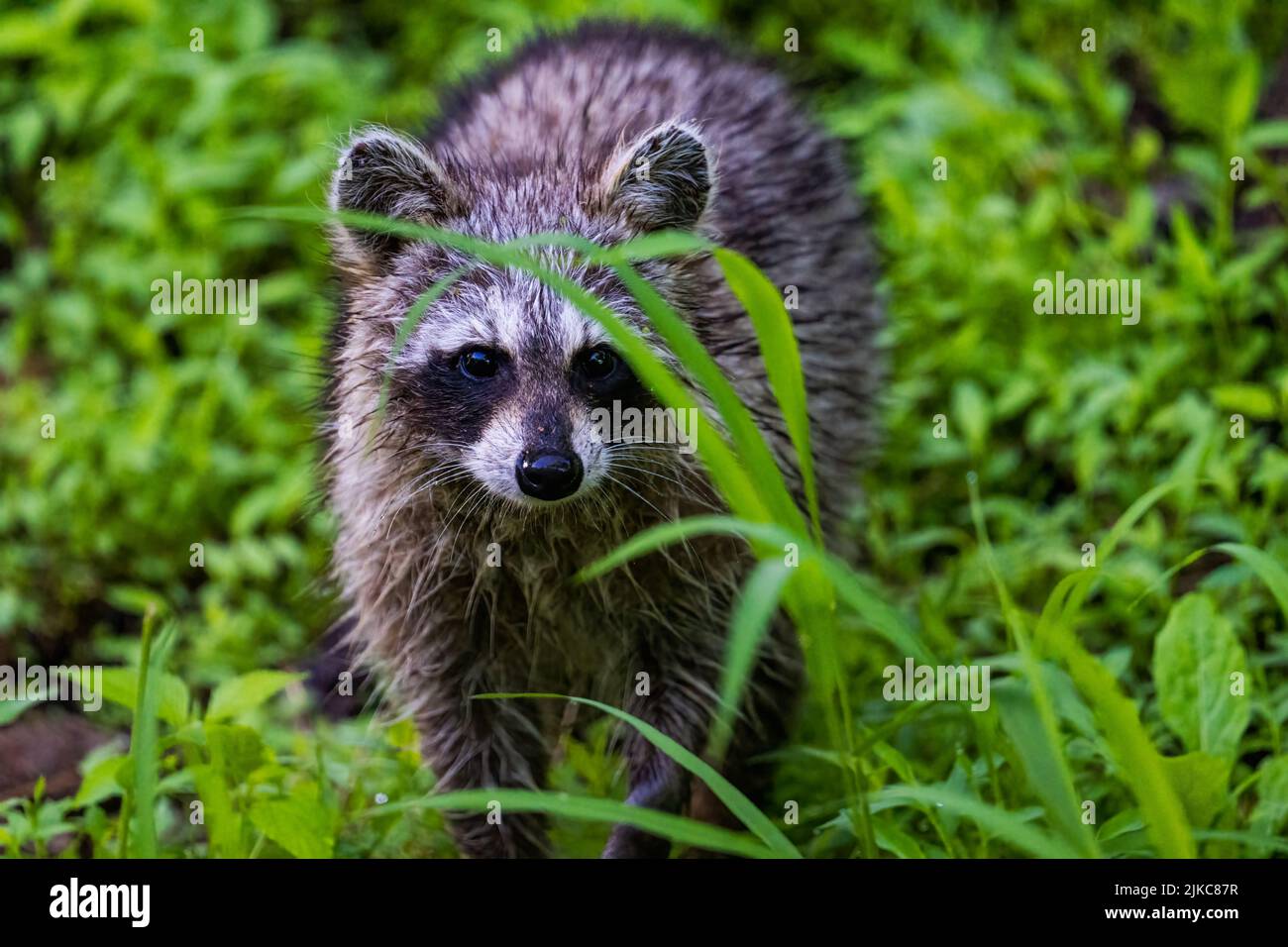 Friendly Racoon A closeup shot of a cute raccoon in its natural habitat Stock Photo - Alamy