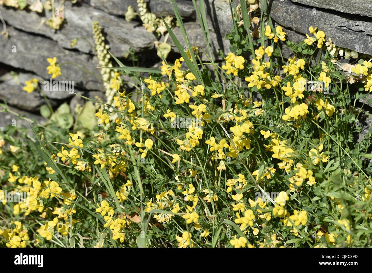 Yellow-rattle Flowers (Rhinanthus minor) in the Sun, Against a Grey Rock Background, taken at Maughold, Isle of Man, UK in June Stock Photo
