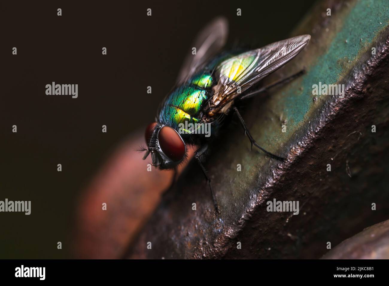 A macro shot of details on a green fruit fly Stock Photo - Alamy