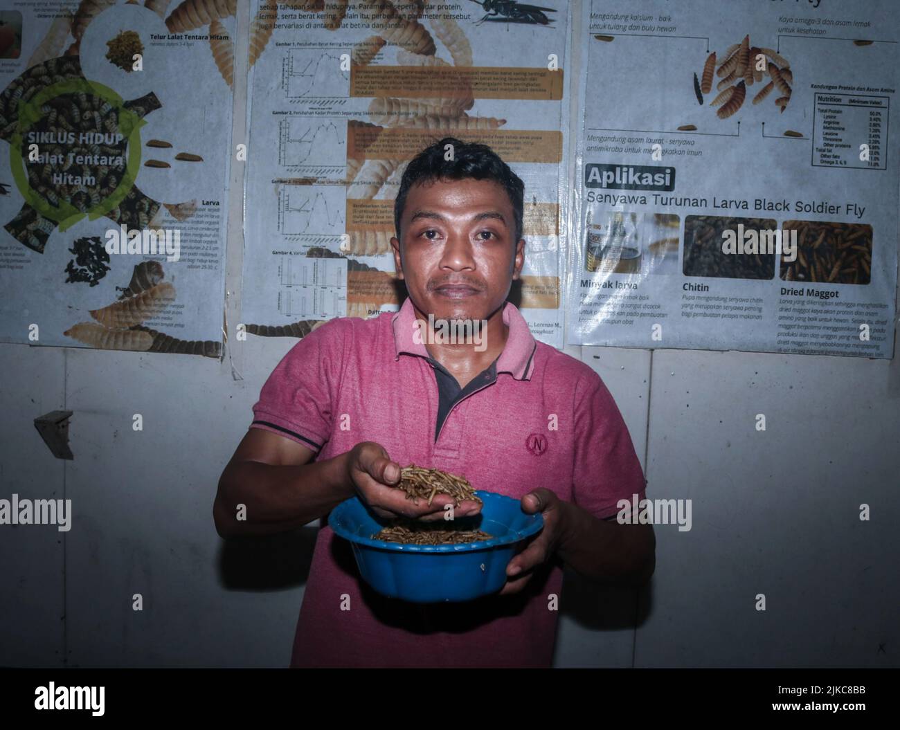 August 1, 2022, Banyuwangi, East Java, Indonesia: Ilham (29 years) show maggot from kitchen waste and organic waste in Siliragung village, Banyuwangi, East Java, Indonesia, on August 1, 2022.The farming maggot is produced from kitchen waste from a mining company and traditional market waste around. In 1 month it produces 100 kilograms. It sells for (wet maggot) USD 0, 28/ kilograms and (dry maggot) for USD 5, 47/kilograms. In addition, they produce compost for USD 2, 36/25 kilograms and soil fertilizer booster for USD 0, 47/kilograms .Maggot BSF (Black Soldier Fly) is the larva of a large blac Stock Photo