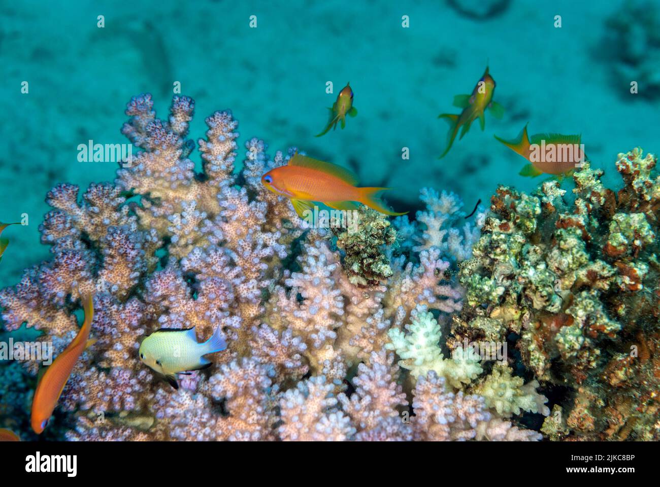 Stony coral, Acropora cerealis, Acropoiridae, Sharm el Sheikh, Red Sea, Egypt Stock Photo