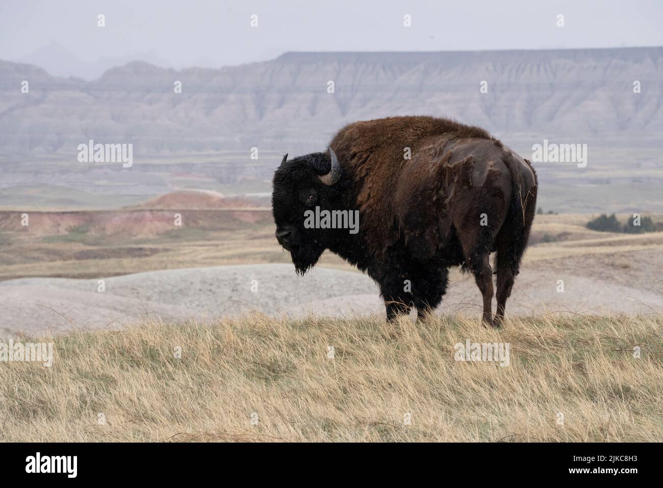 American buffalo, bison in South Dakota Badlands Stock Photo Alamy