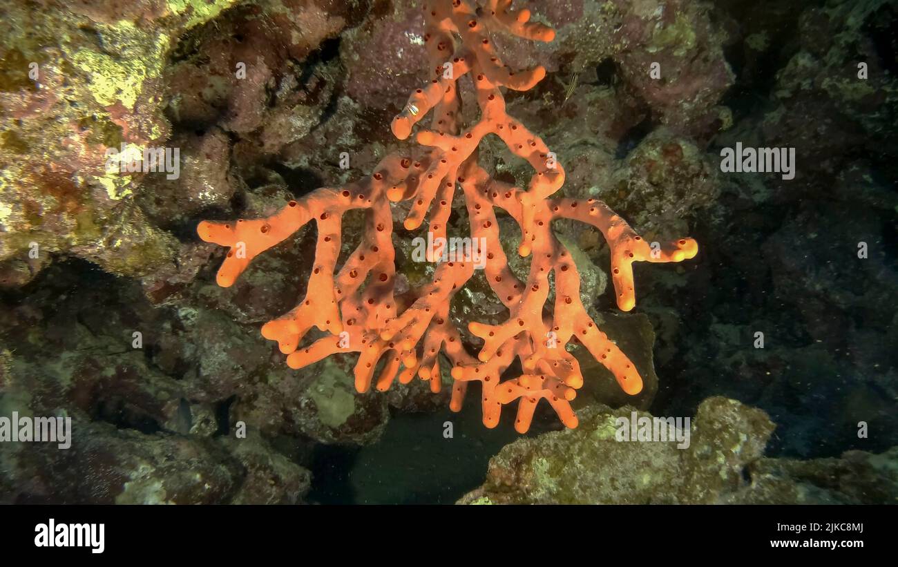 Fingersponge in the cave. Red toxic fingersponge (Negombata magnifica