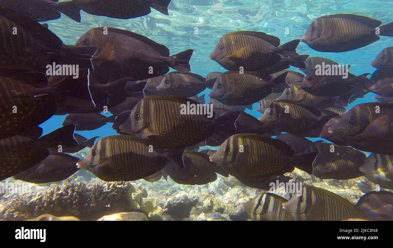 Large school of Surgeonfish slowly swims near coral reef. Brown Surgeonfish or (Acanthurus nigrofuscus). Underwater life in the ocean. Red sea, Egypt Stock Photo