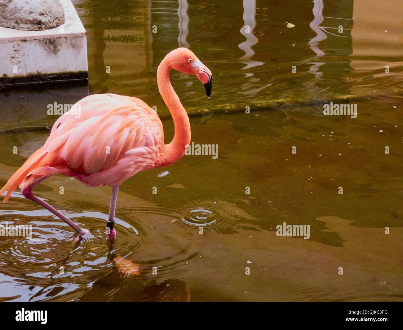 A beautiful pink flamingo captured in a natural environment and