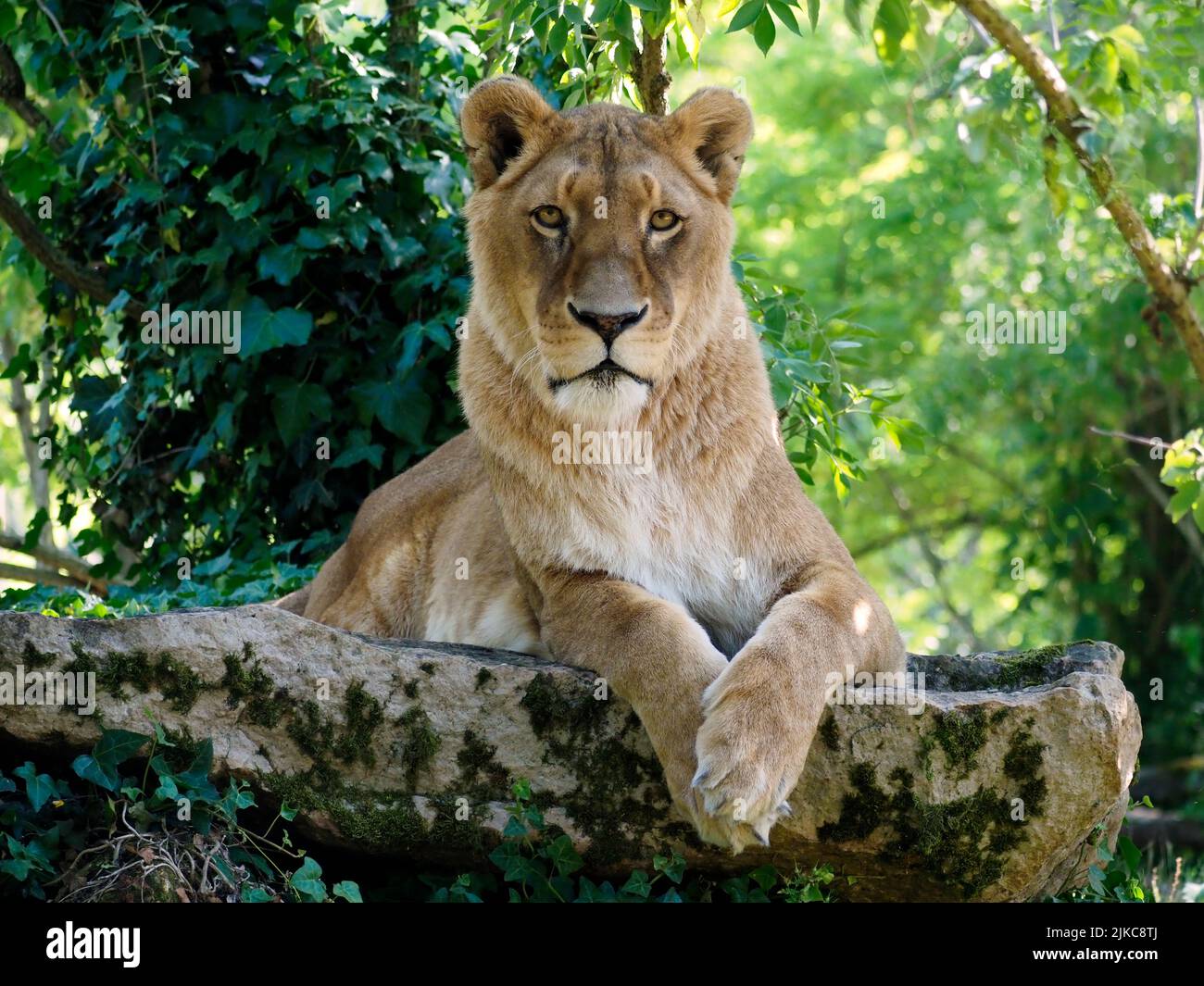 Portrait of lioness (Panthera leo) isolated among the vegetation with legs crossed and looking the photographer Stock Photo