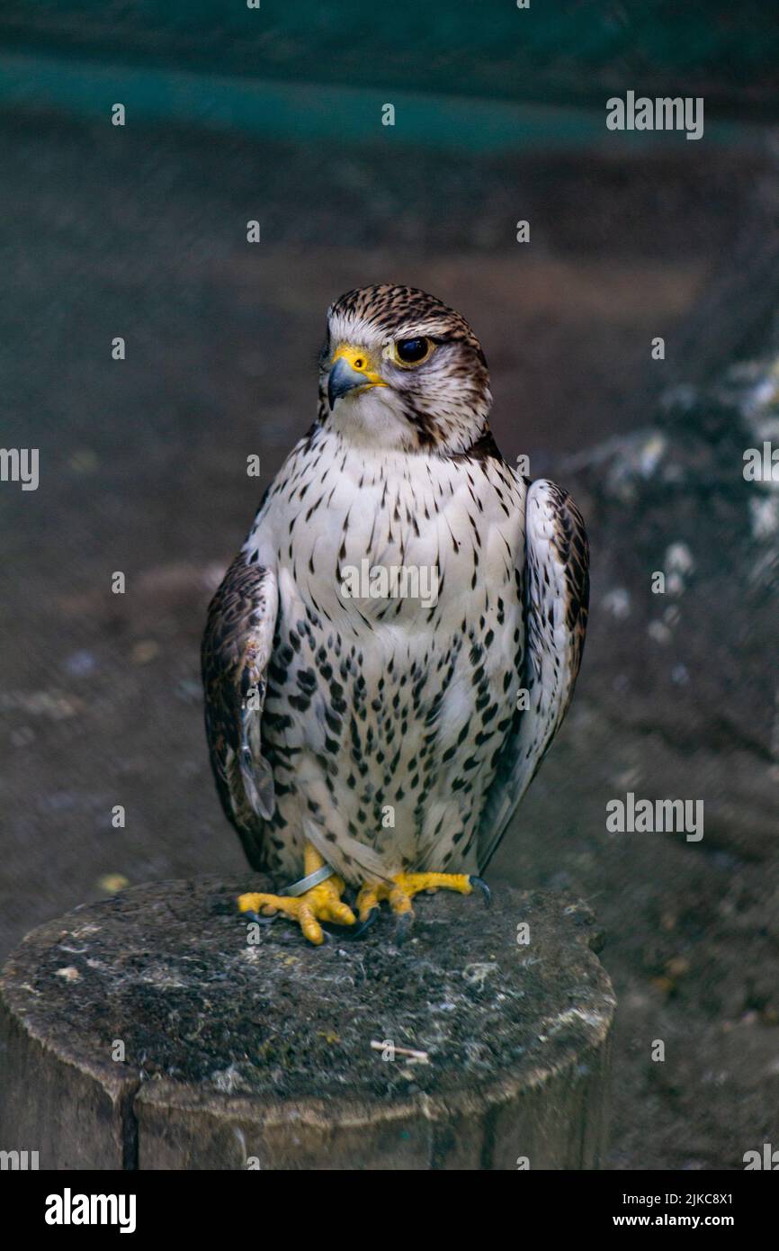 A shallow focus of a falcon in a cage Stock Photo - Alamy