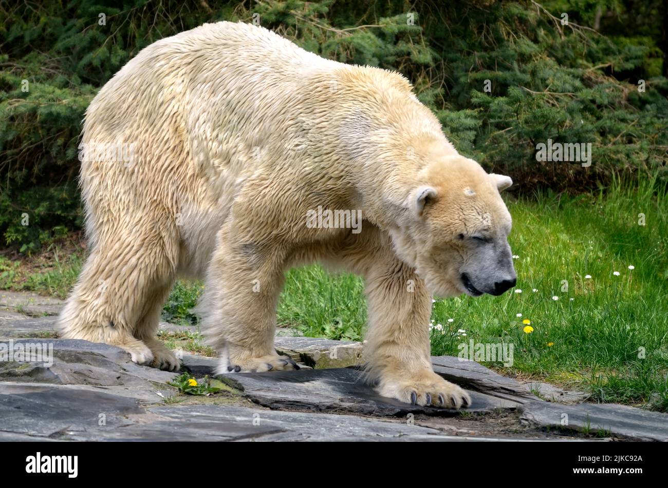 Closeup of polar bear (Ursus maritimus) walking of profile Stock Photo