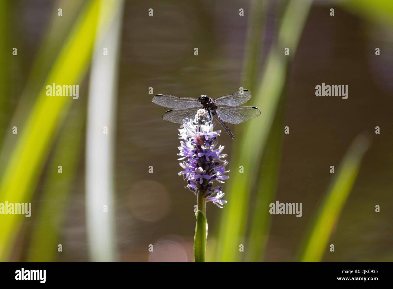 A macro shot of a dragonfly on purple flowers in a garden Stock Photo ...