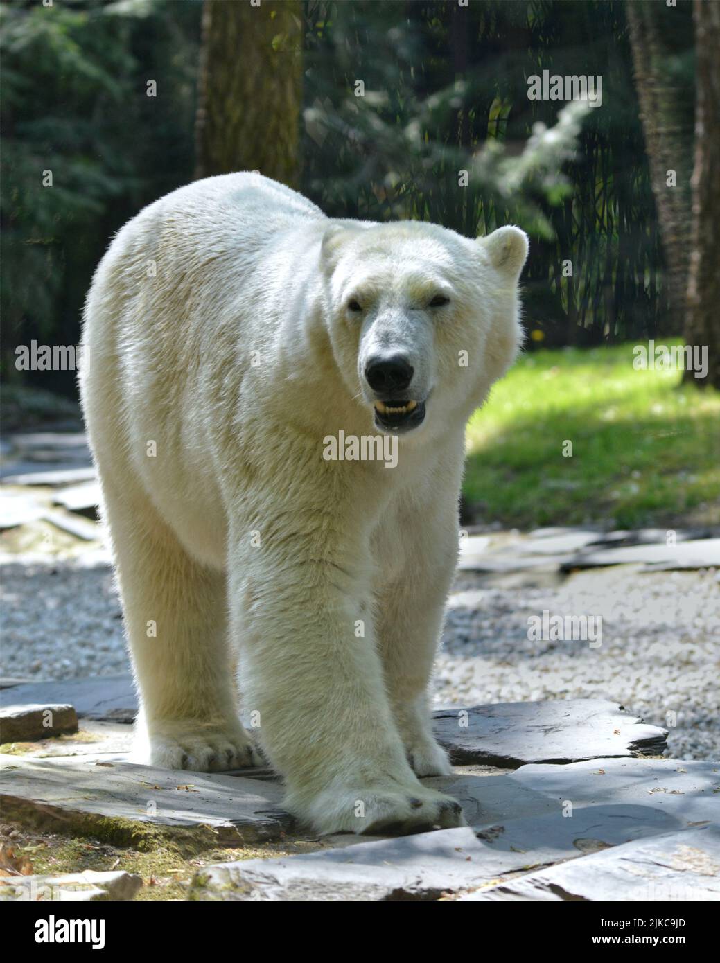 Closeup polar bear (Ursus maritimus) walking on stones and seen from front Stock Photo