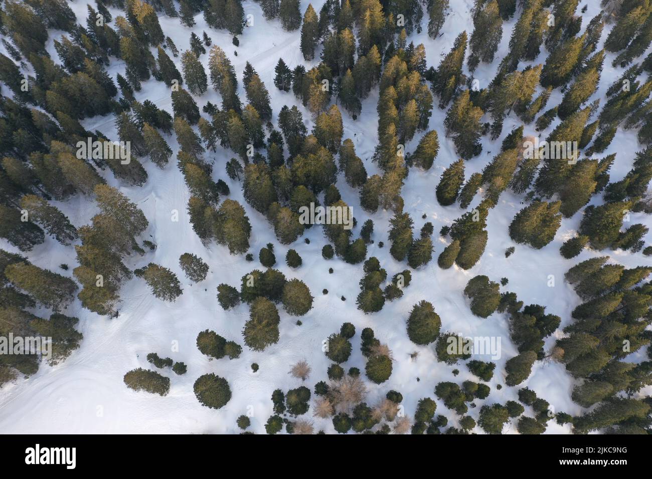 Spruce tree forest drone aerial hi-res stock photography and images - Alamy