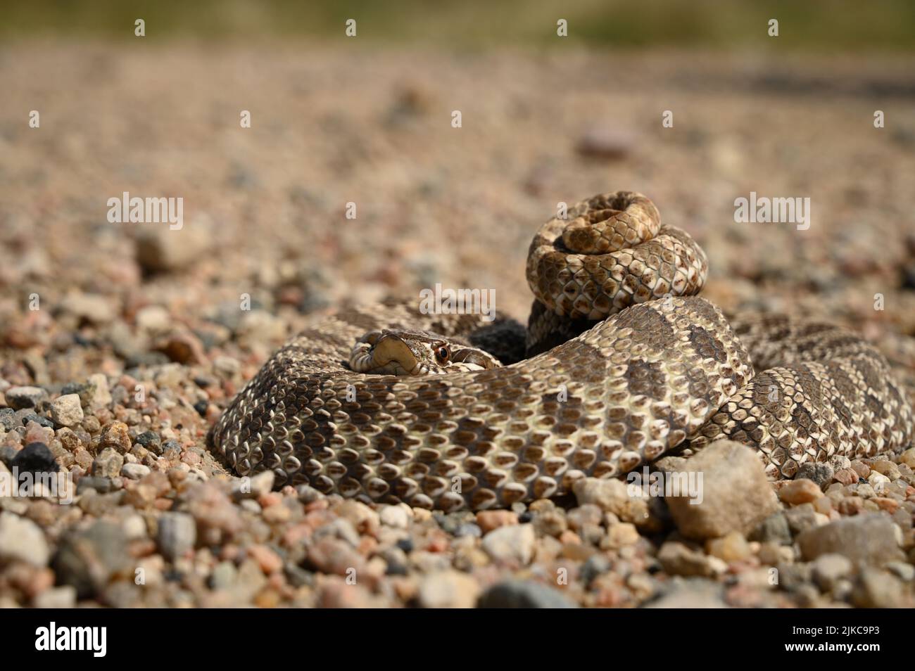 A coiling rattlesnake on the ground Stock Photo Alamy