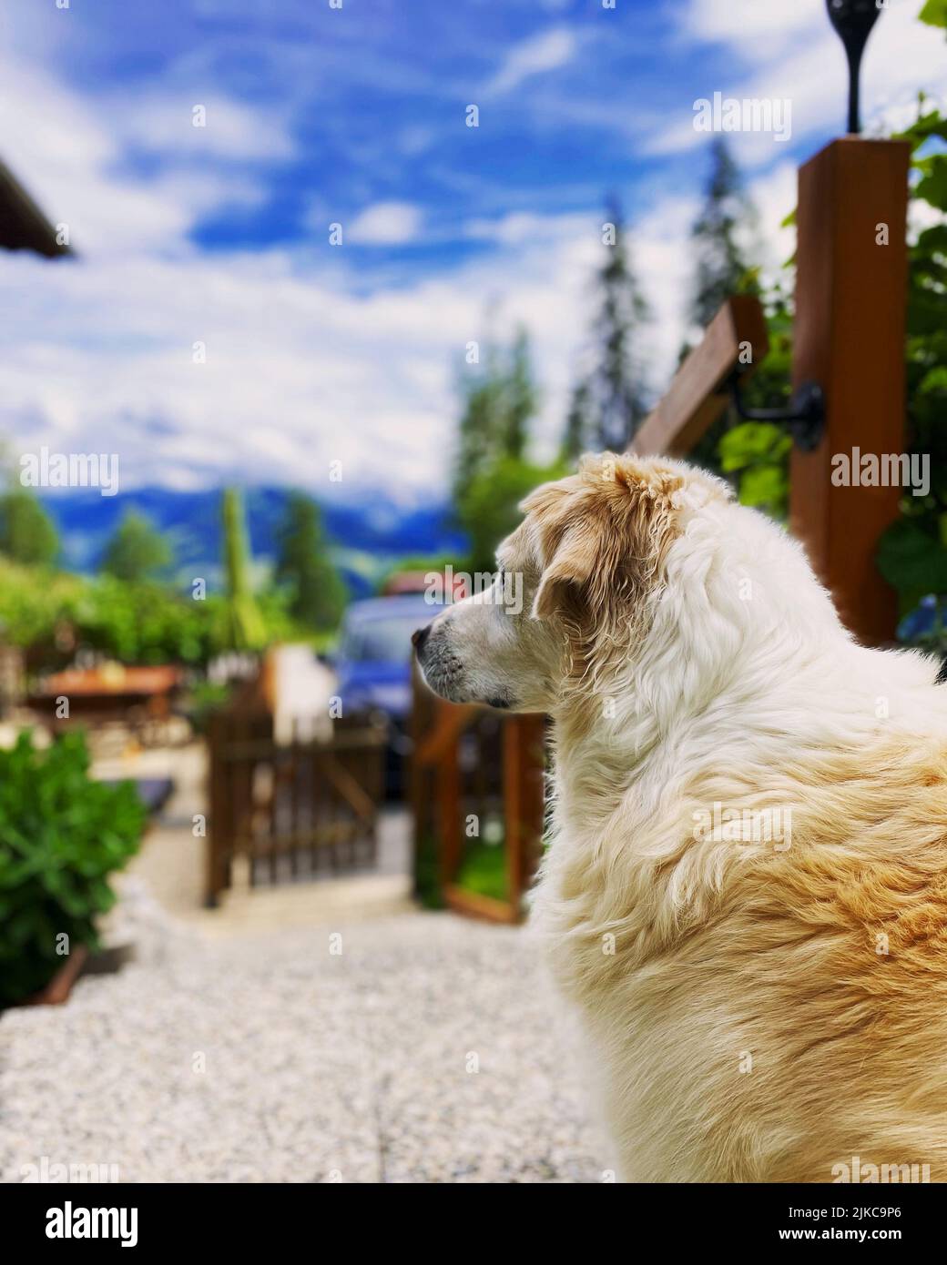 Golden retriever side view hi-res stock photography and images - Alamy