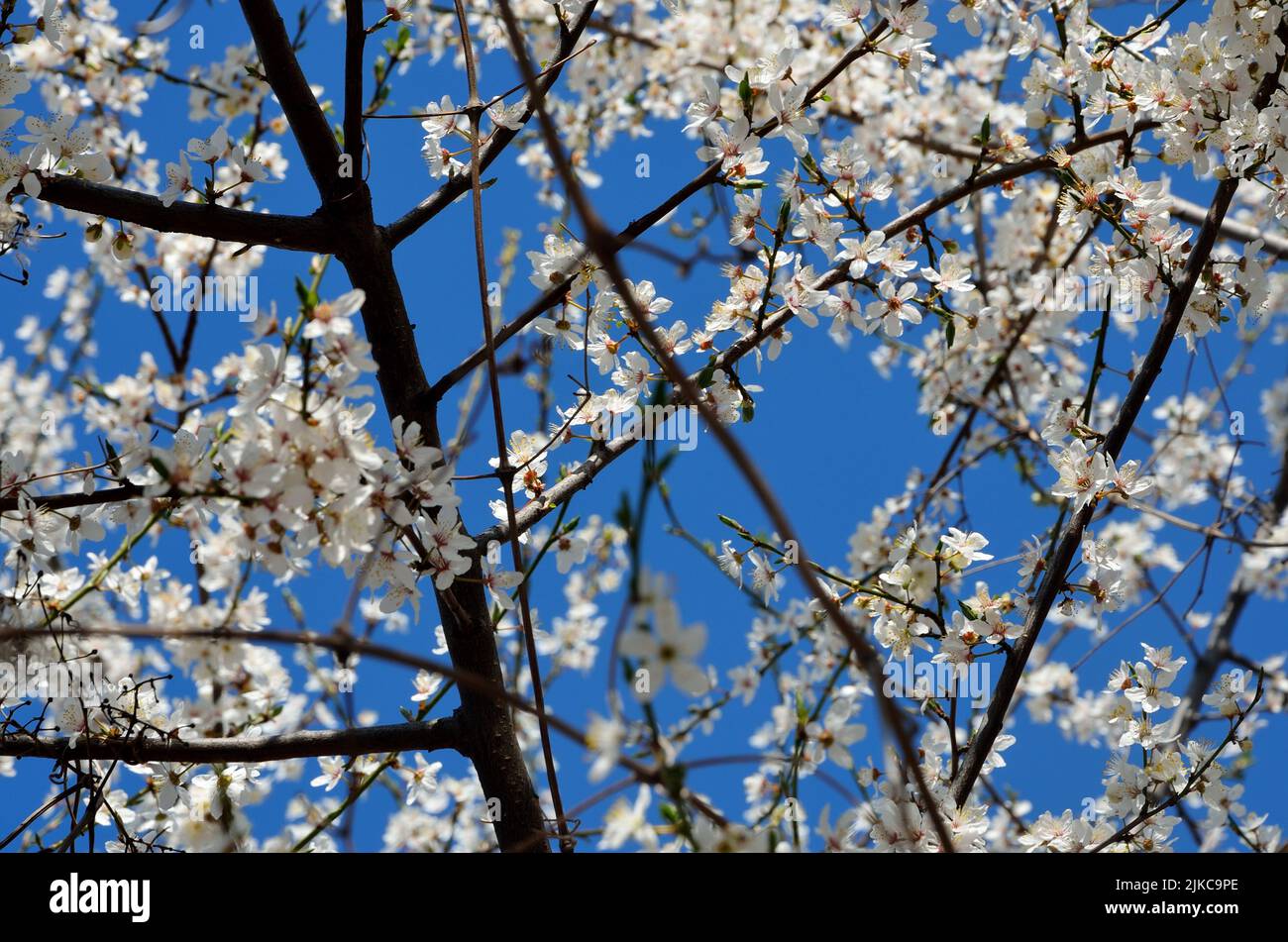 The close-up of cherry tree white flowers in bloom Stock Photo - Alamy